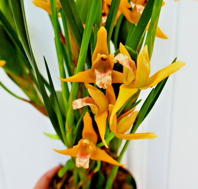 Max. tenuifolia 'Yamada' (Yellow!) The Coconut Orchid!