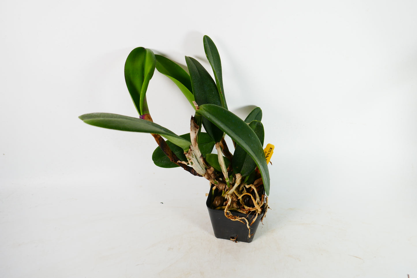 Pot. Rep Clift Tsuji 'Hawaii'