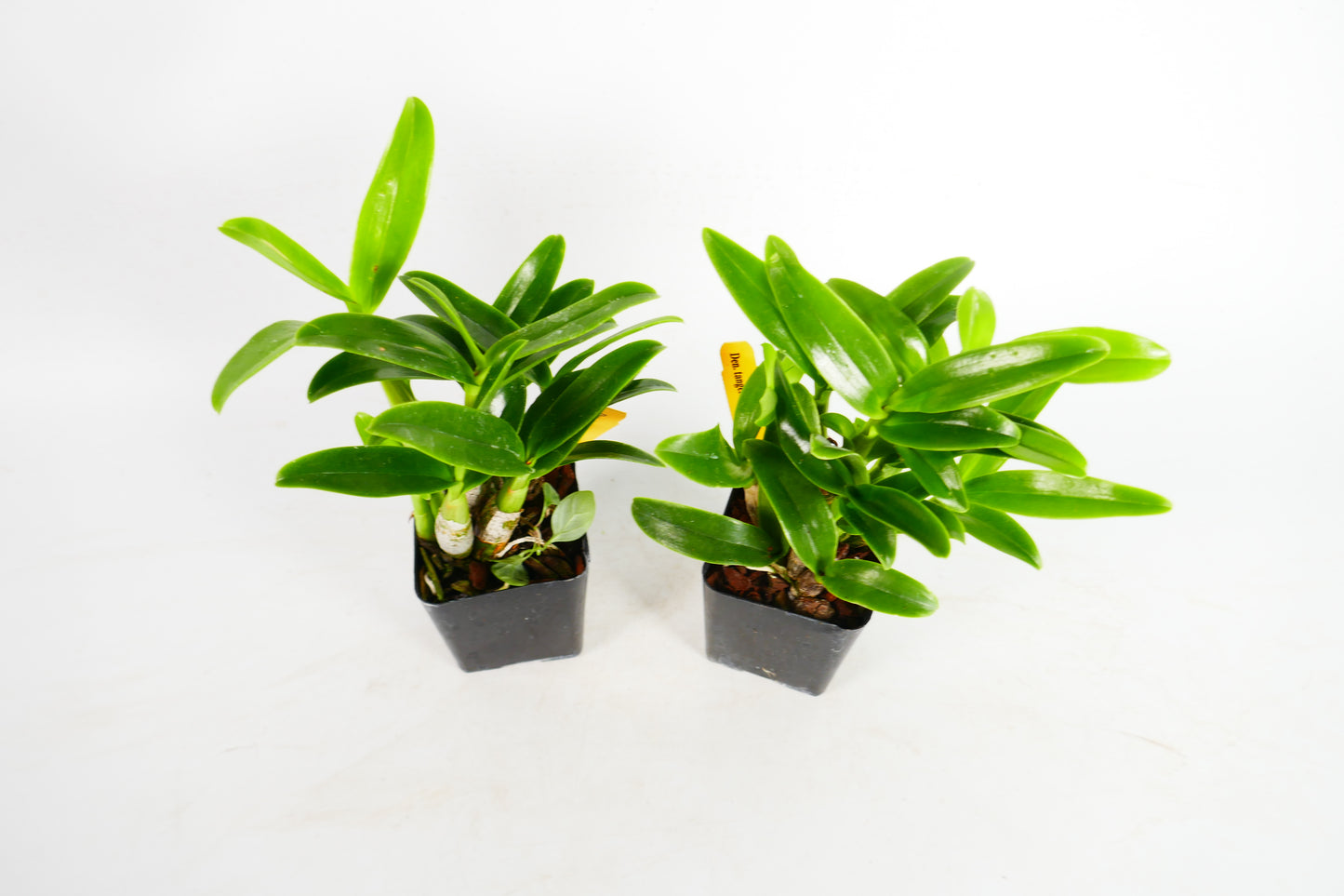 Den. tangerinum