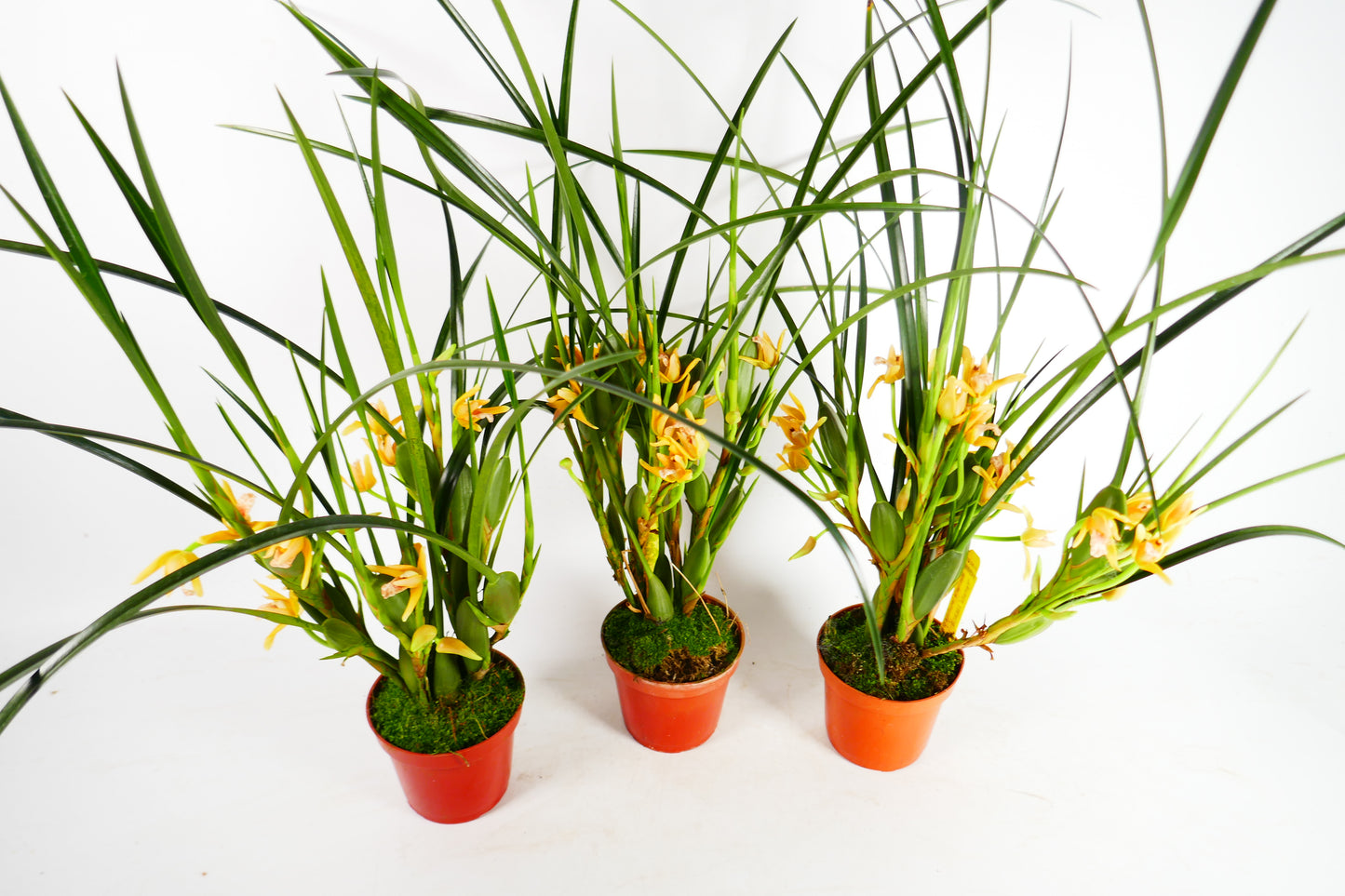 Max. tenuifolia 'Yamada' (Yellow!) The Coconut Orchid!