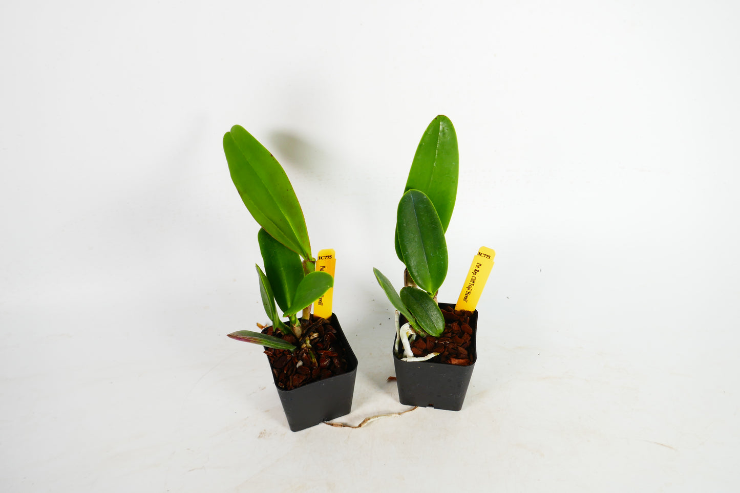 Pot. Rep Clift Tsuji 'Hawaii'