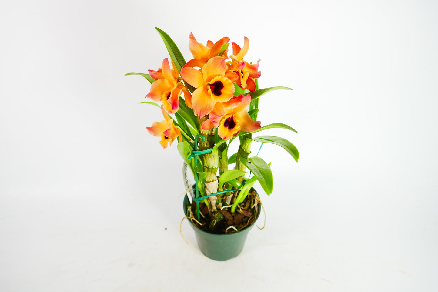 Den. Oriental Smile 'Butterfly'