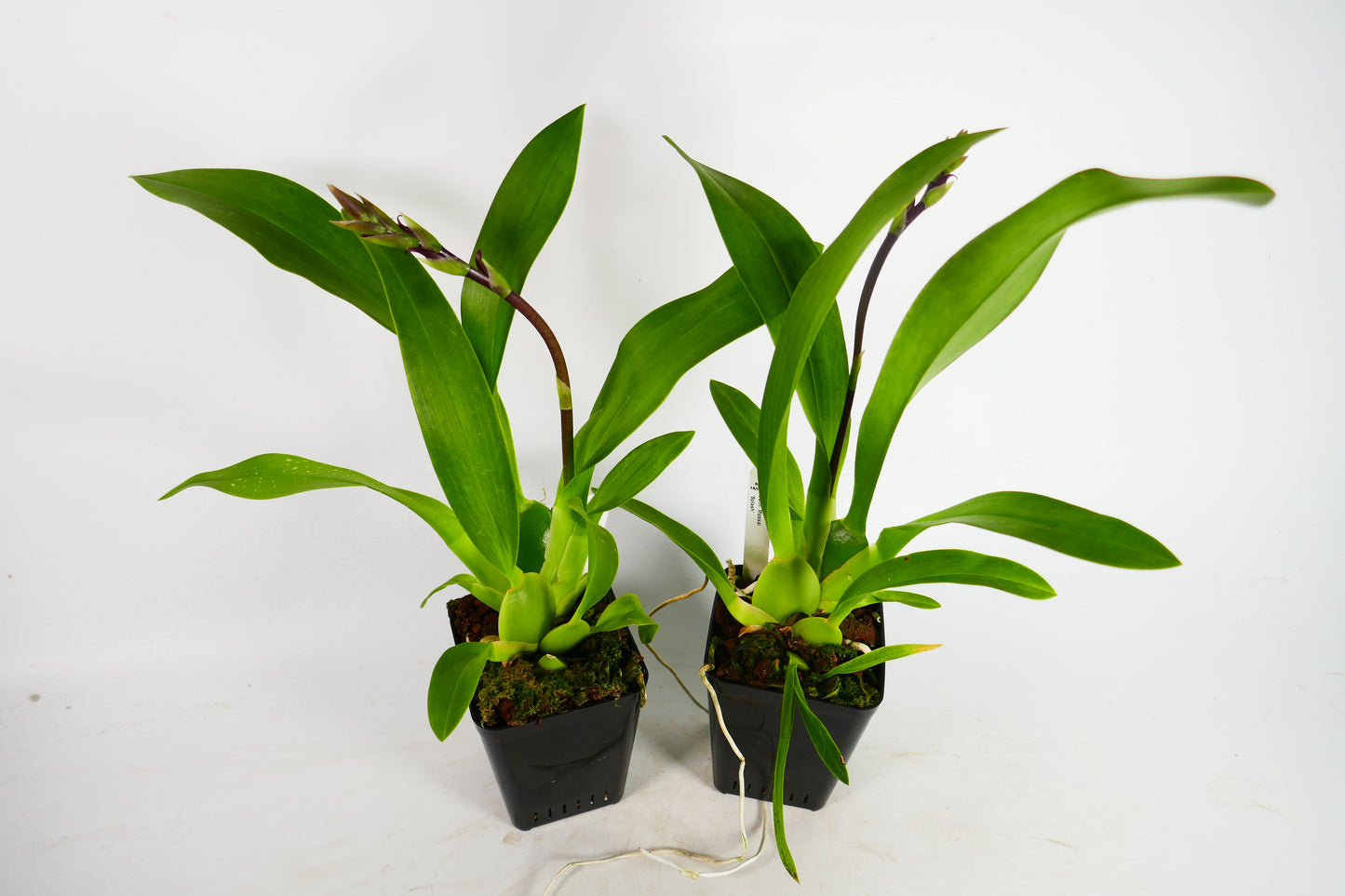 Colm. Massai 'White Star'