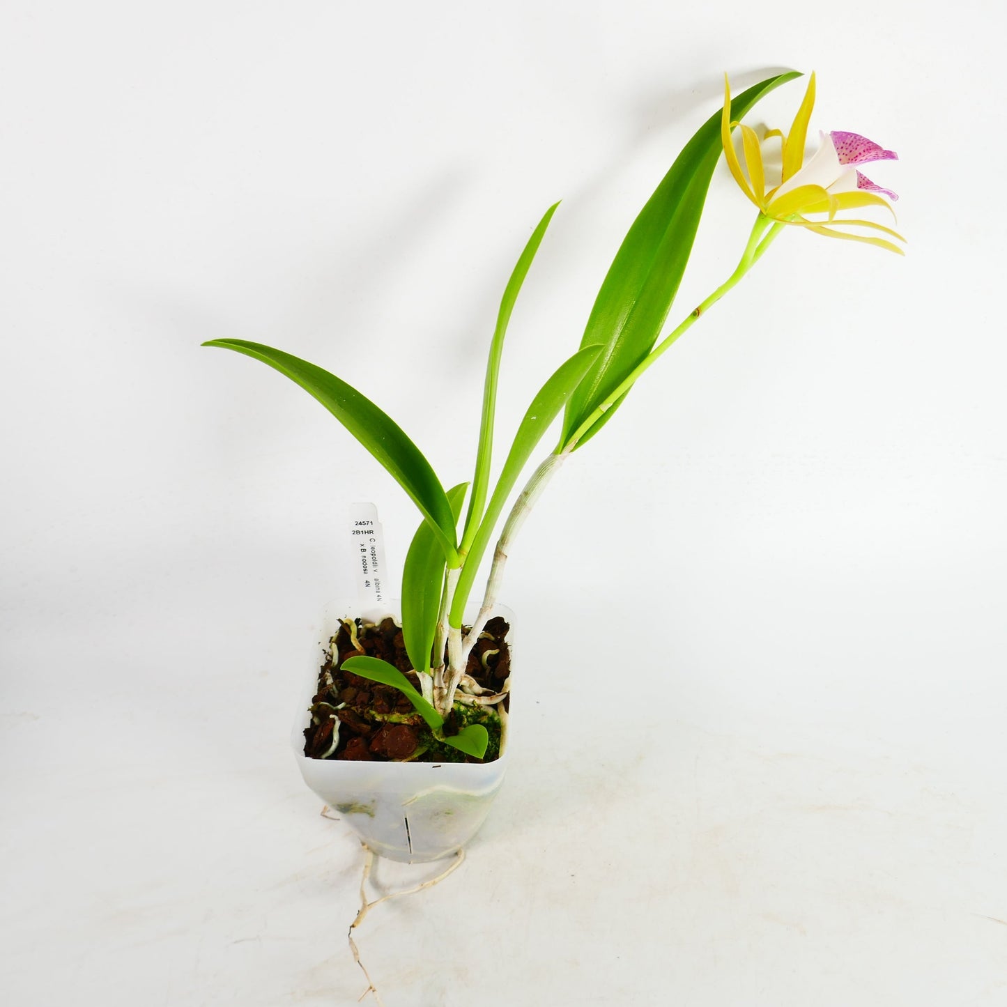 C leopoldii v. albina 4N x B. nodosa 4N