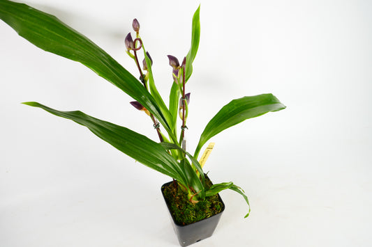 Zygonisia Cynosure 'Blue Birds'