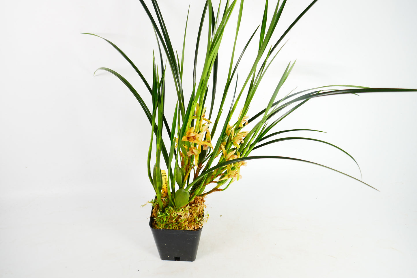 Max. tenuifolia 'Yamada' (Yellow!) The Coconut Orchid!