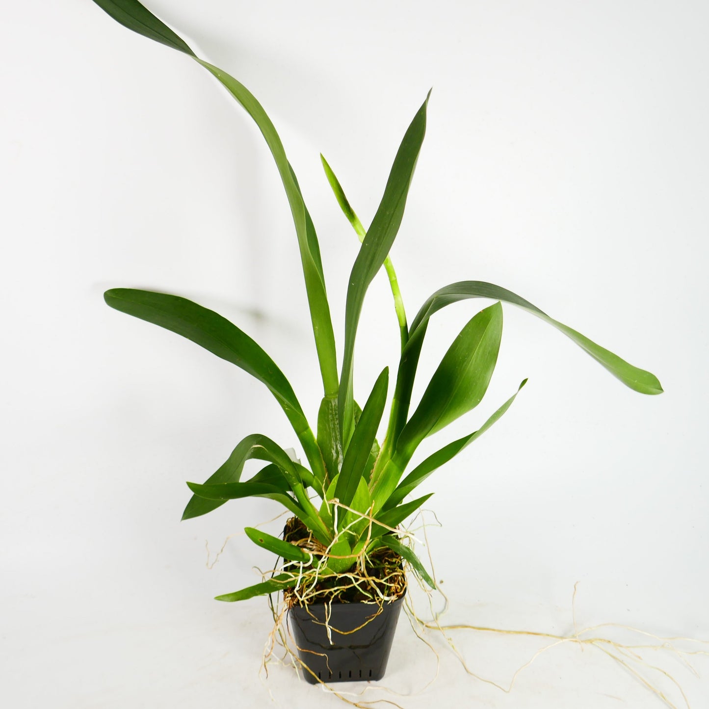 Onc. Catatante 'Kilauea Karma'