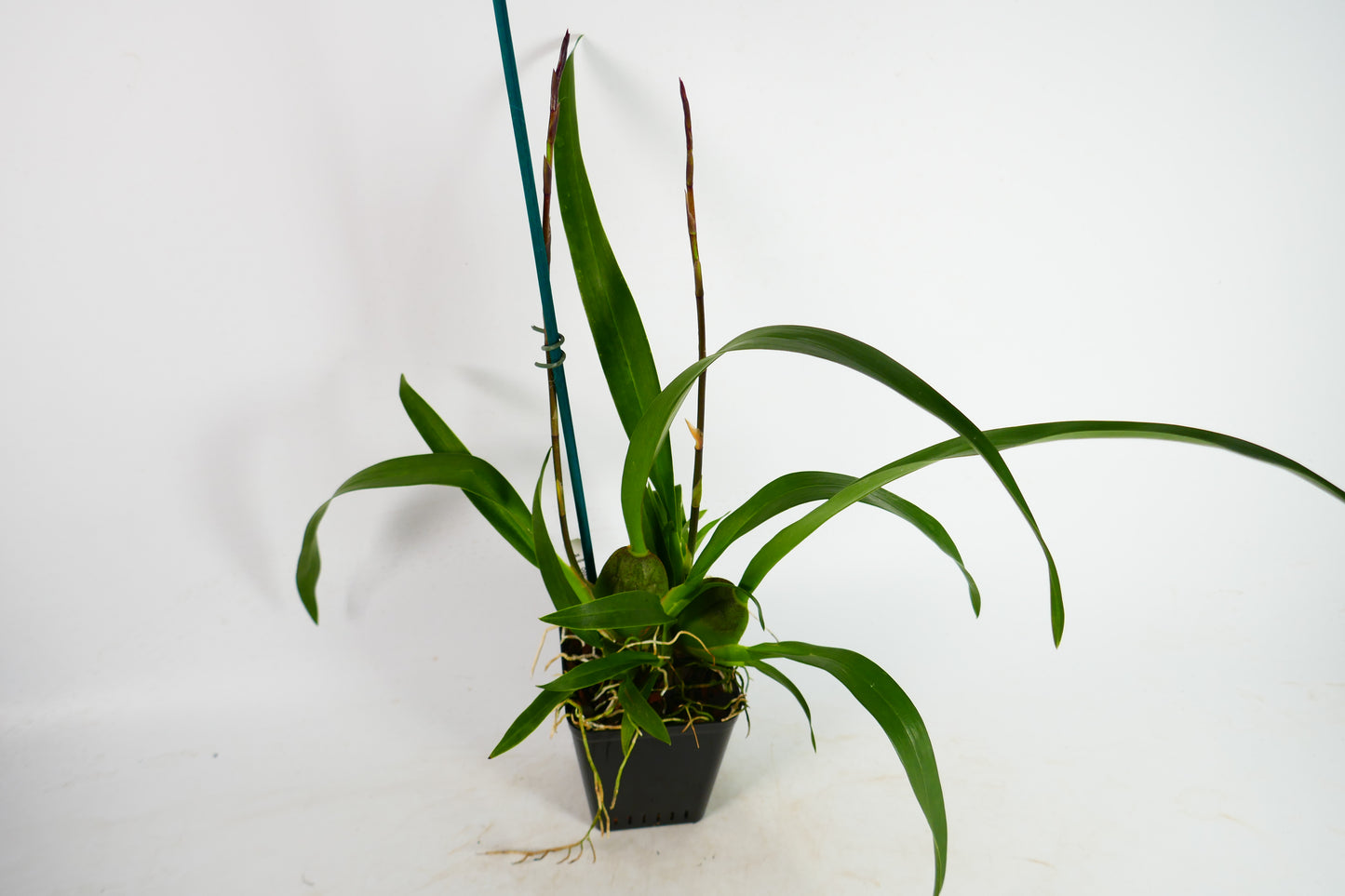 Odontocidium Wildcat 'Rainbow'