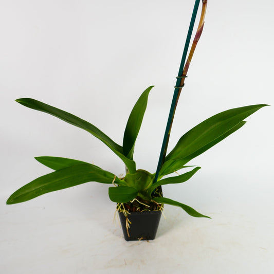 Odontocidium Wildcat 'Golden Red Star'