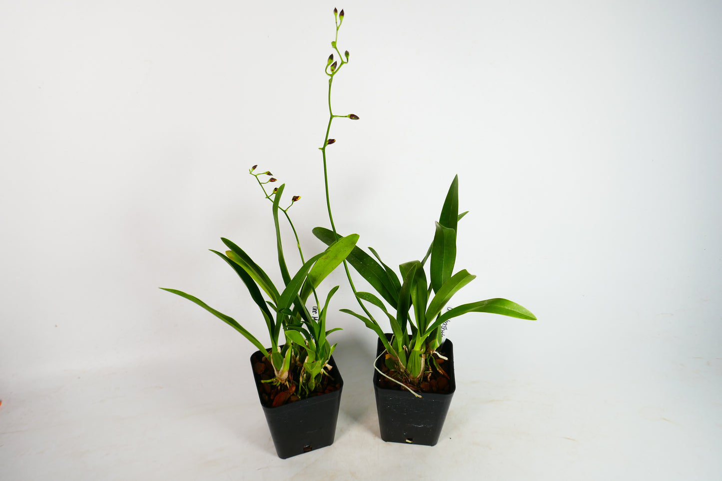 Onc. Moonshadow 'Tiger Tail'