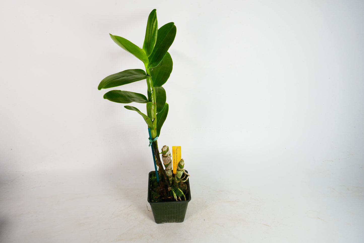 Den. (Red Emperor 'Prince' x Oriental Smile 'Akatombo')