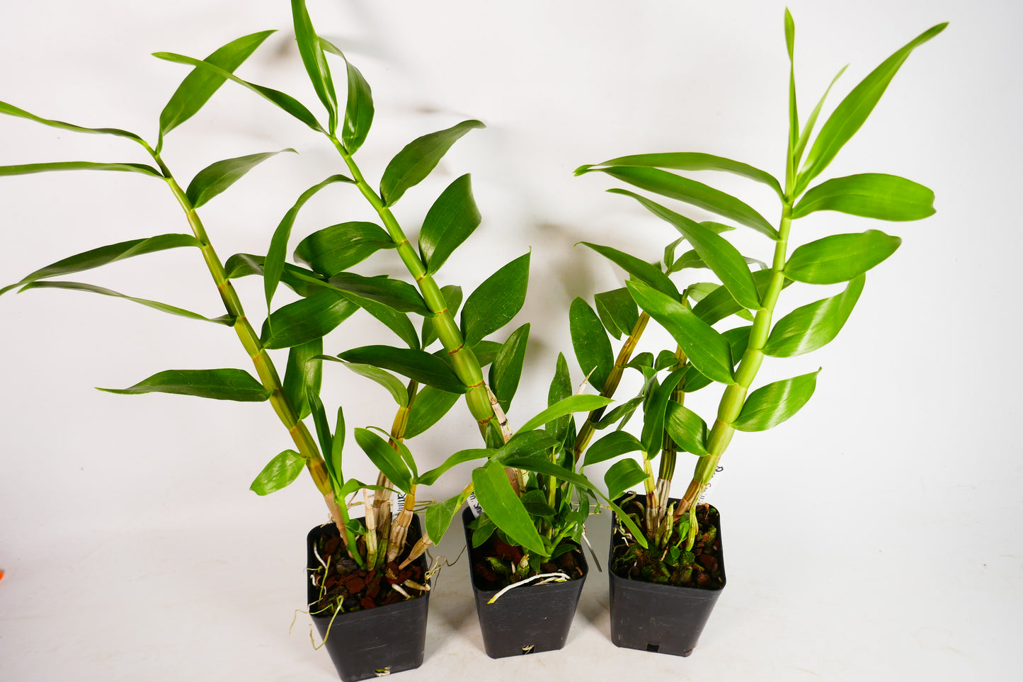 Den. smillieae