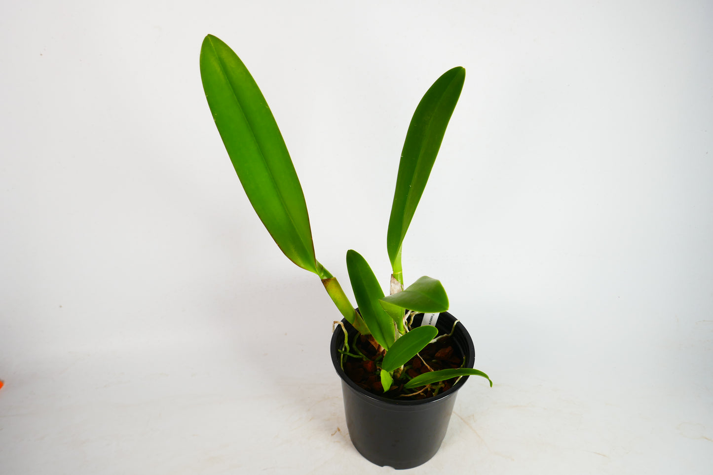 Rlc. Siam Treasure '#2'