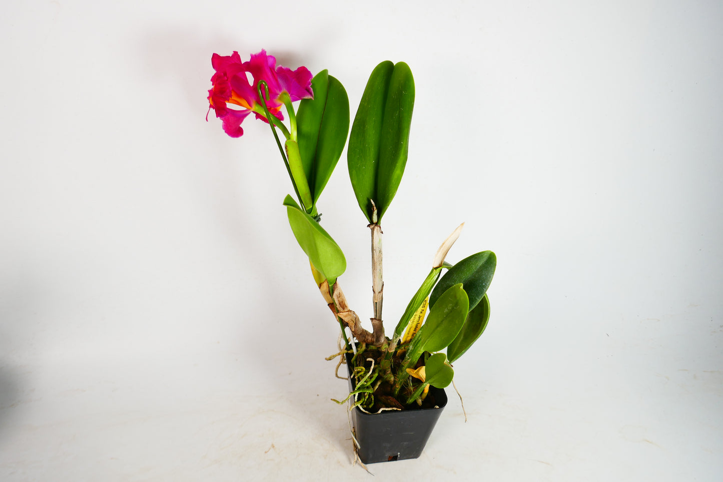 Pot. Jerry Rehfield 'Red Flare'