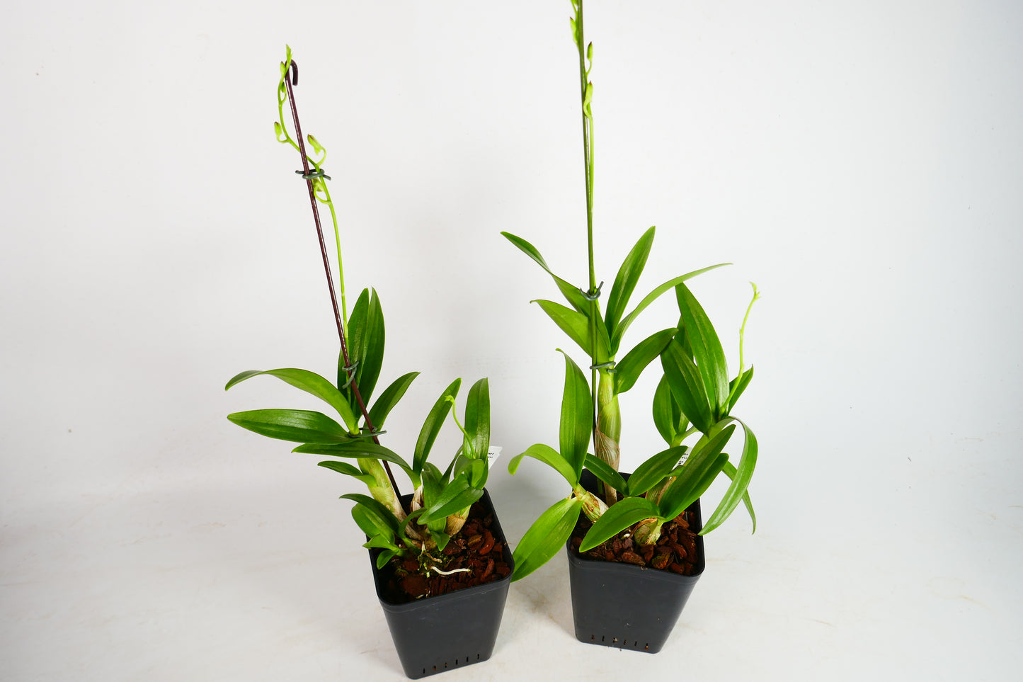 Den. Enobi Purple 'Splash'
