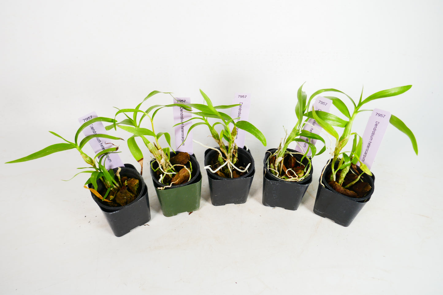 Dendrobium heterocarpum