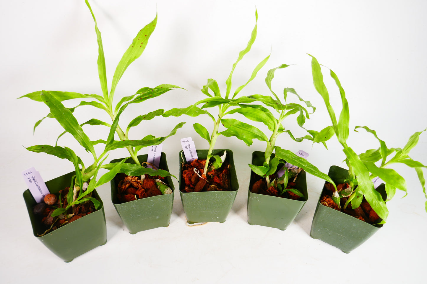 Chysis bractescens 'Valley Isle' x self