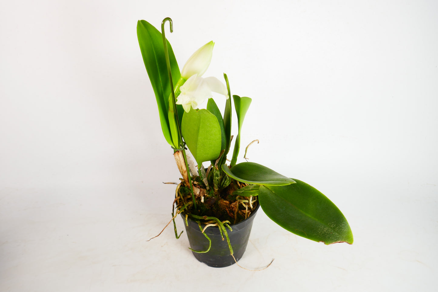 C. White Reception 'NN'