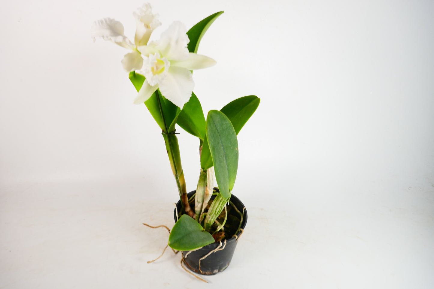 C. Hawaii Island Bride #55