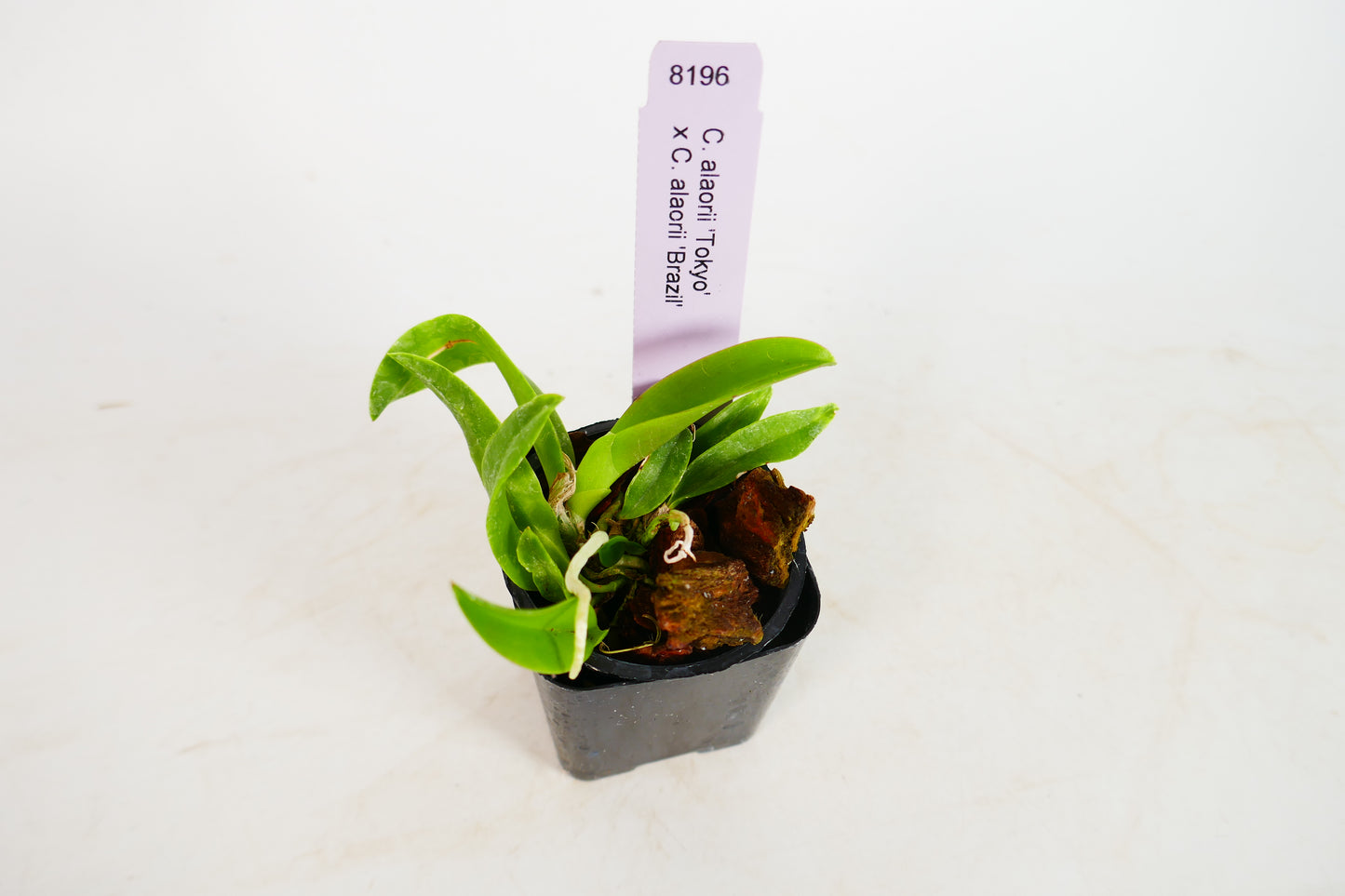 C. alaorii 'Tokyo' x 'Brazil'