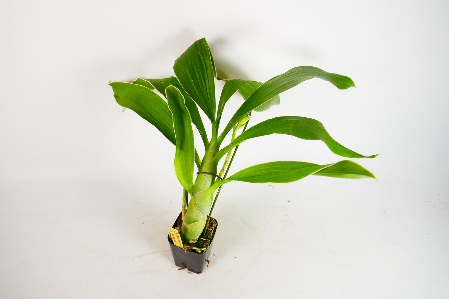 Cycnodes Wine Delight