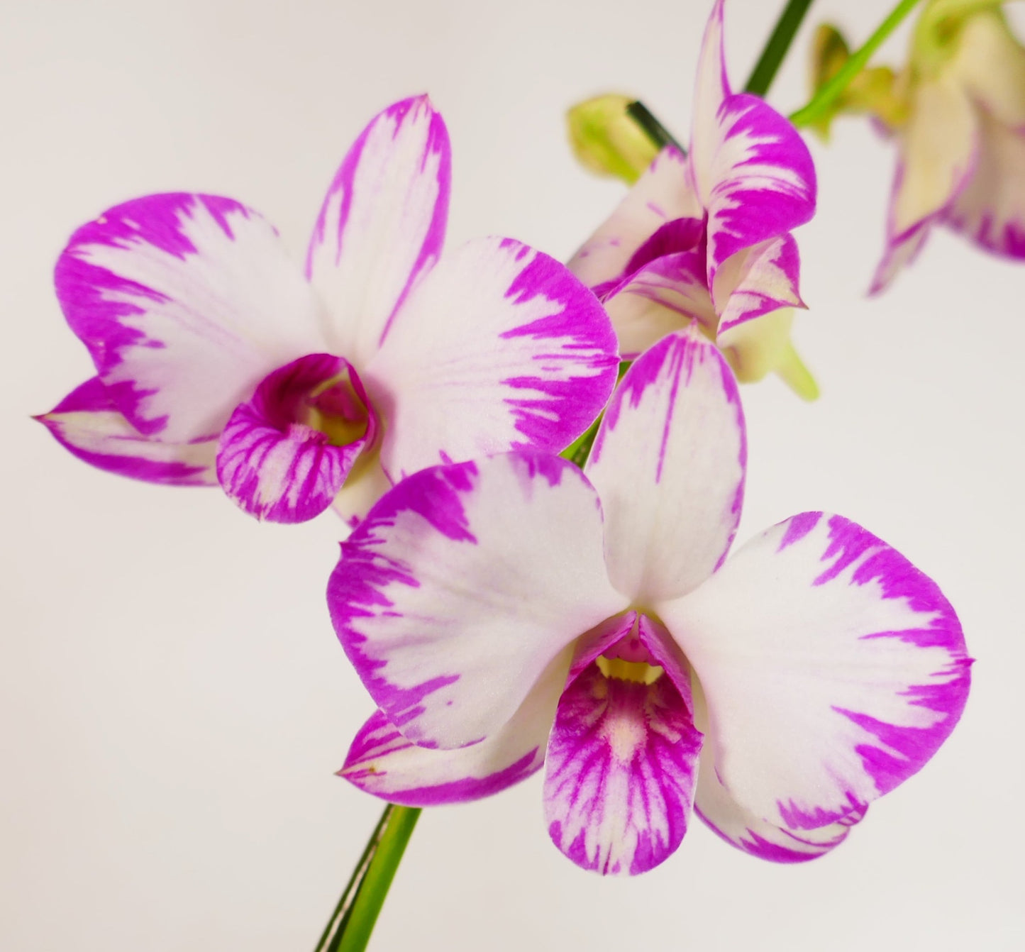 Den. Enobi Purple 'Splash'