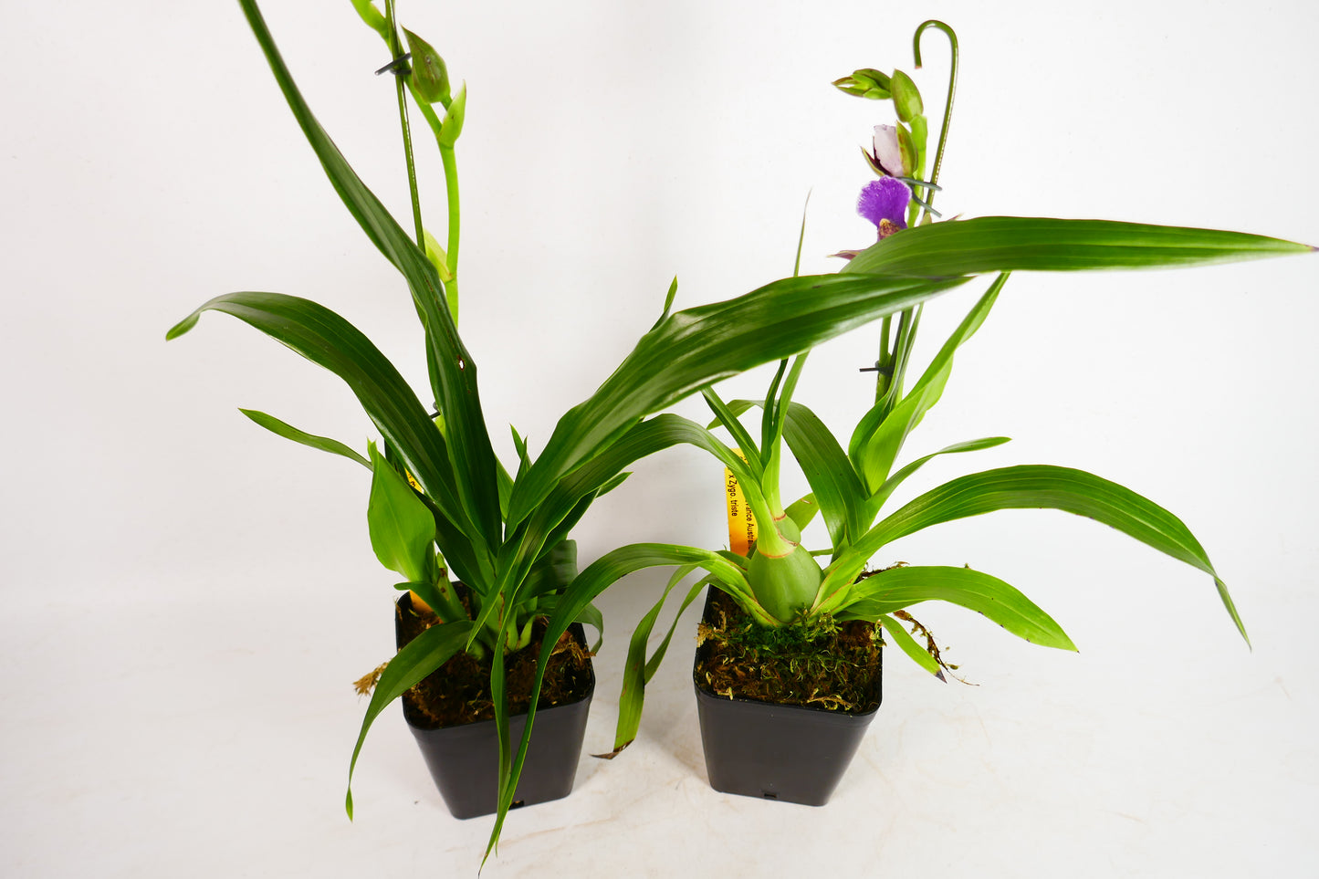 Zygo Advance Australia 'HOF' x triste