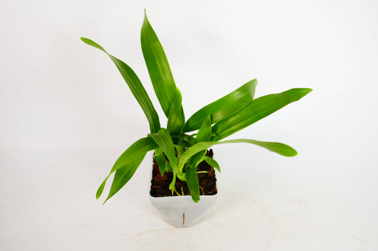 Prosthechea fragrans x sib