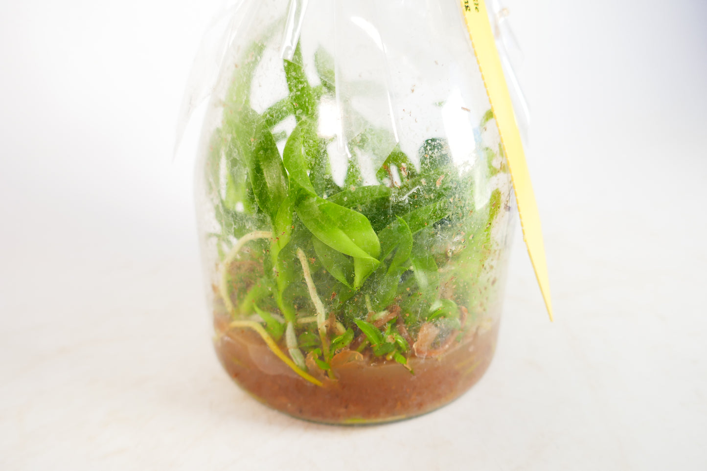 Cattleya Monthatip Belle x Blc. Waianae King