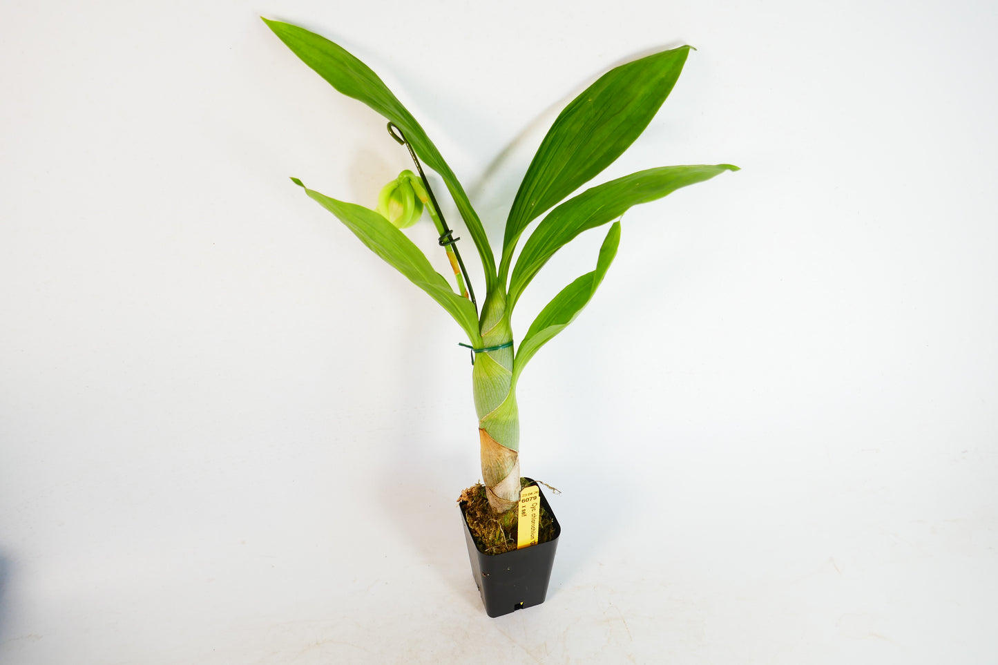 Cycnoches chlorochilon 'Giant Swan' x self