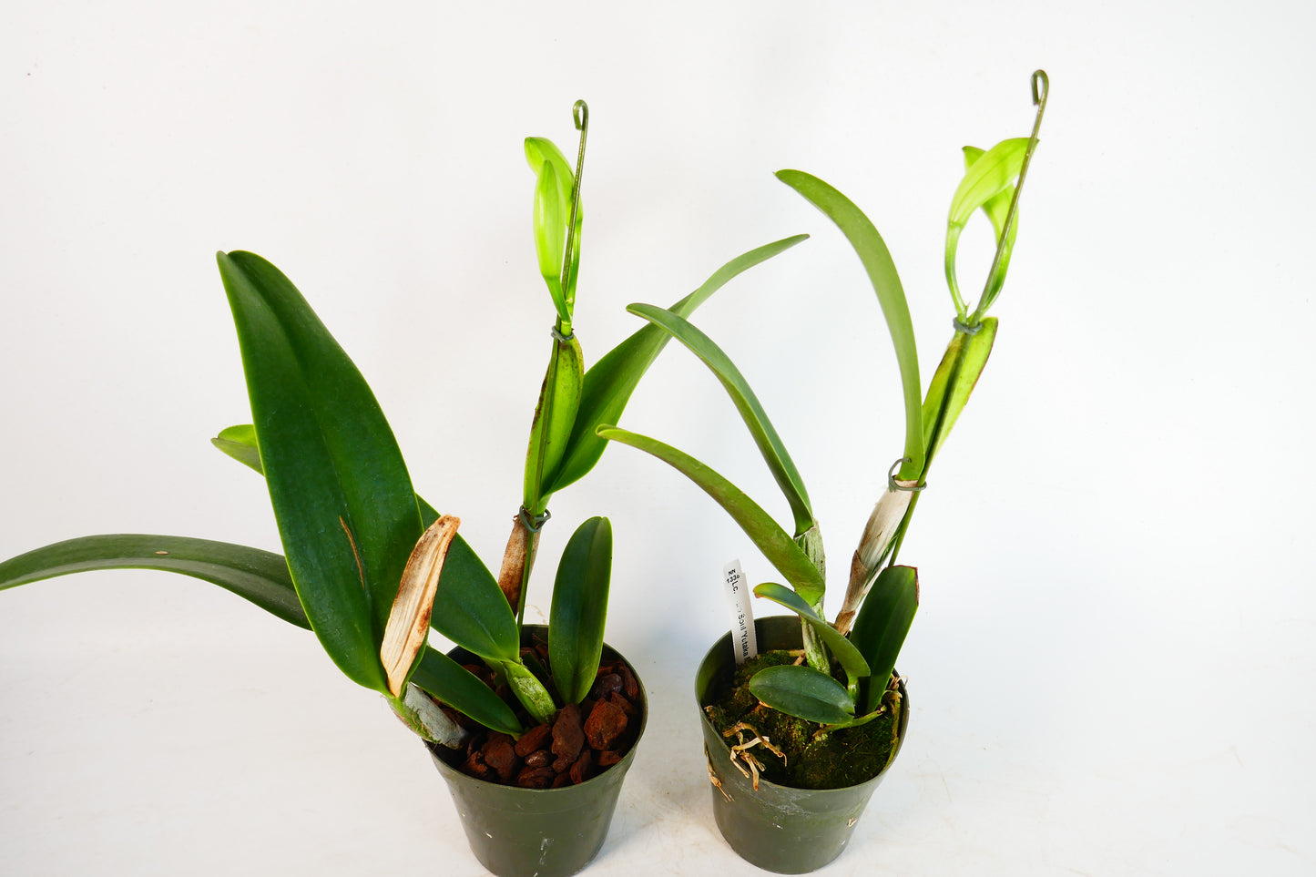 Lc. Pure Soul 'Yutaka Morimoto'