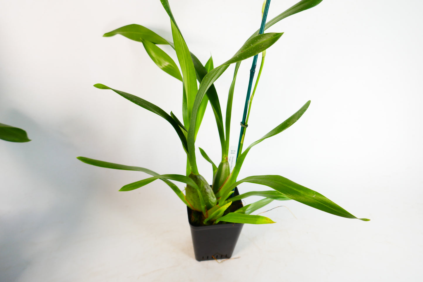 Alcra. Patricia McCully 'Treated'