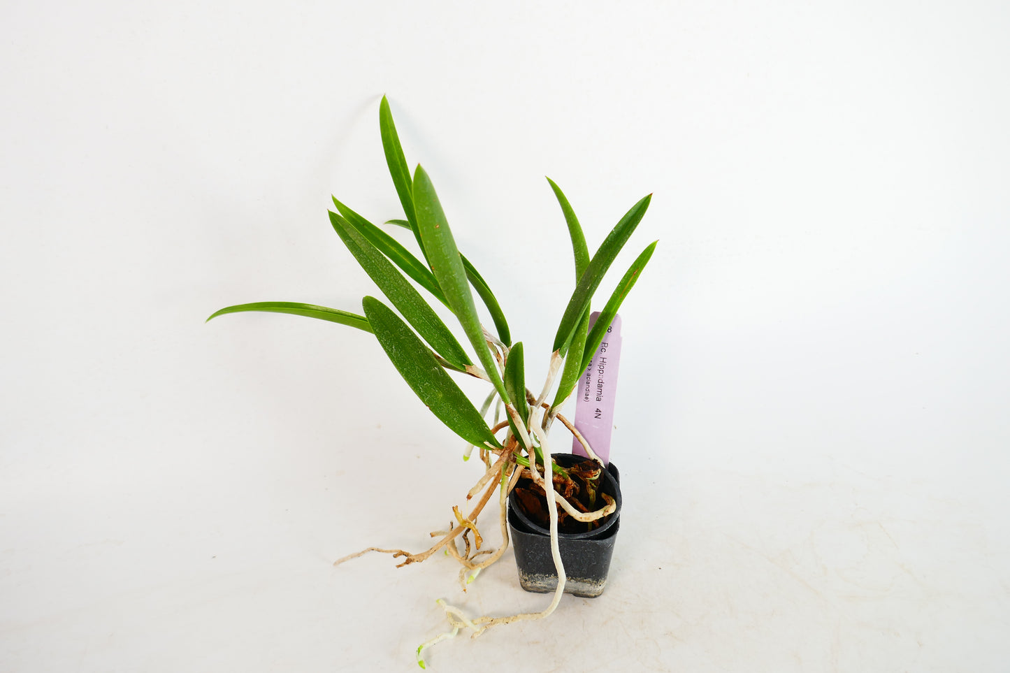 Bc. Hippodamia 4N