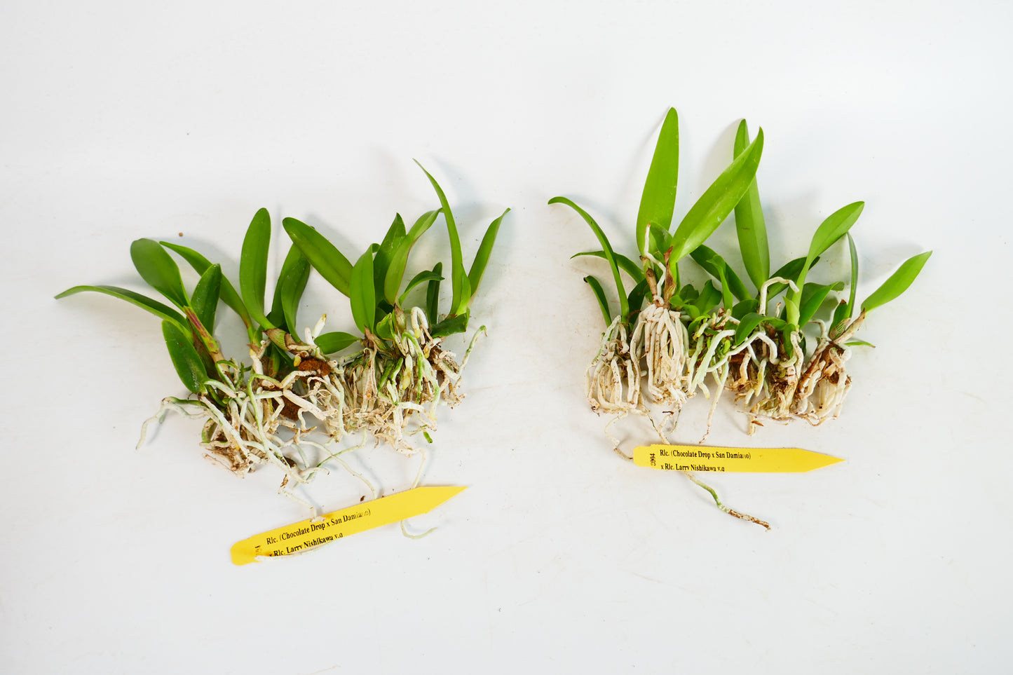 Rlc. (Chocolate Drop x San Damiano) x Rlc. Larry Nishikawa 'Volcano Queen'