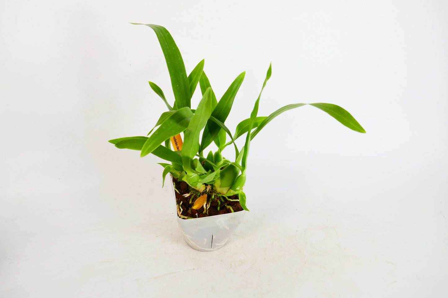 Prosthechea chacaoensis
