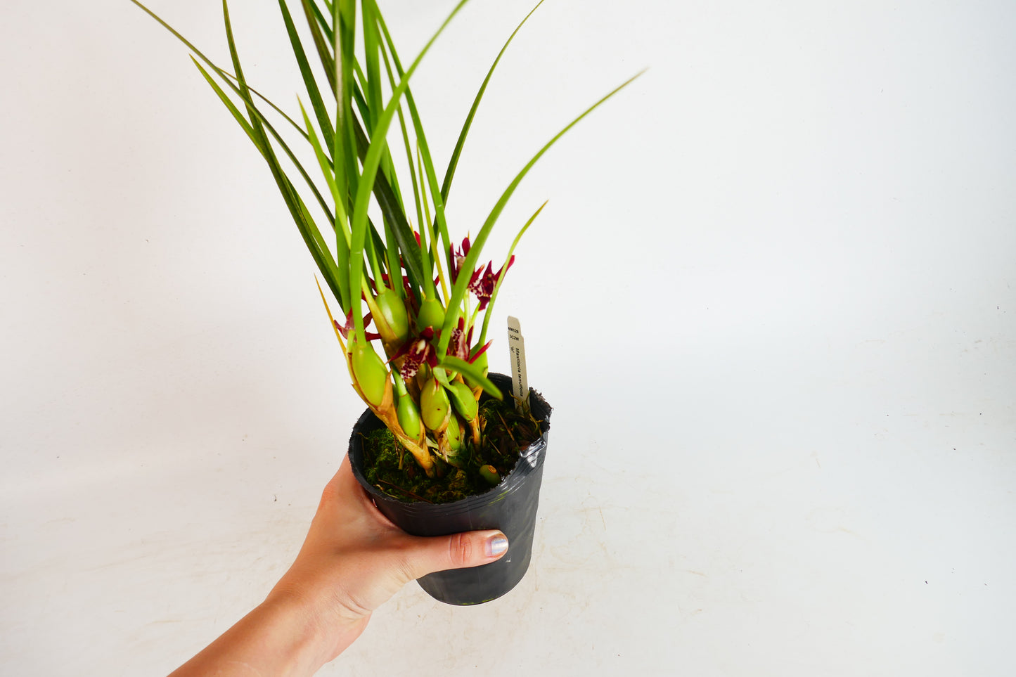 Maxillaria tenuifolia (The Coconut Orchid!)