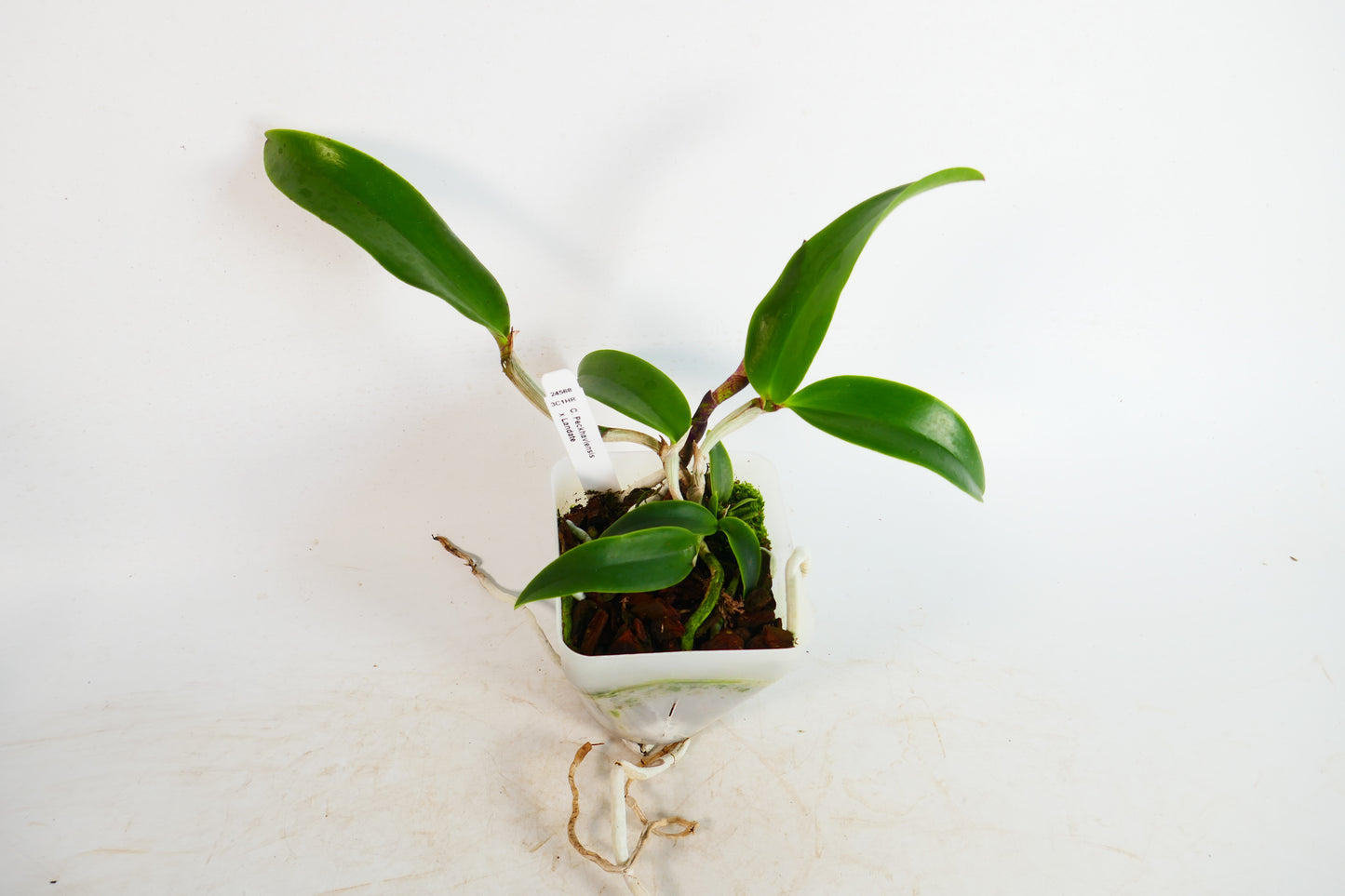 C. Peckhaviensis x Landate