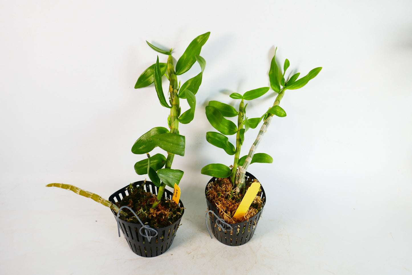 Den. Niefert's Quest x Little Sweet Scent