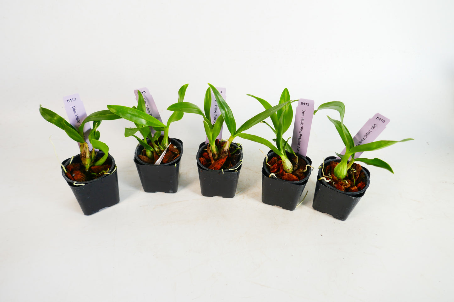 Aer. quinquevulnera x houlletiana