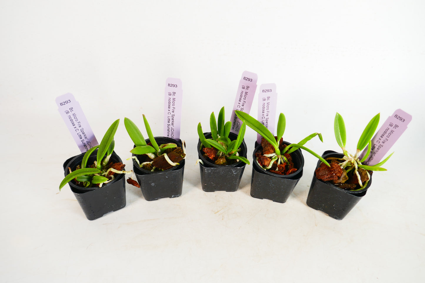 Bc. Micro Fire 'Sparkler'