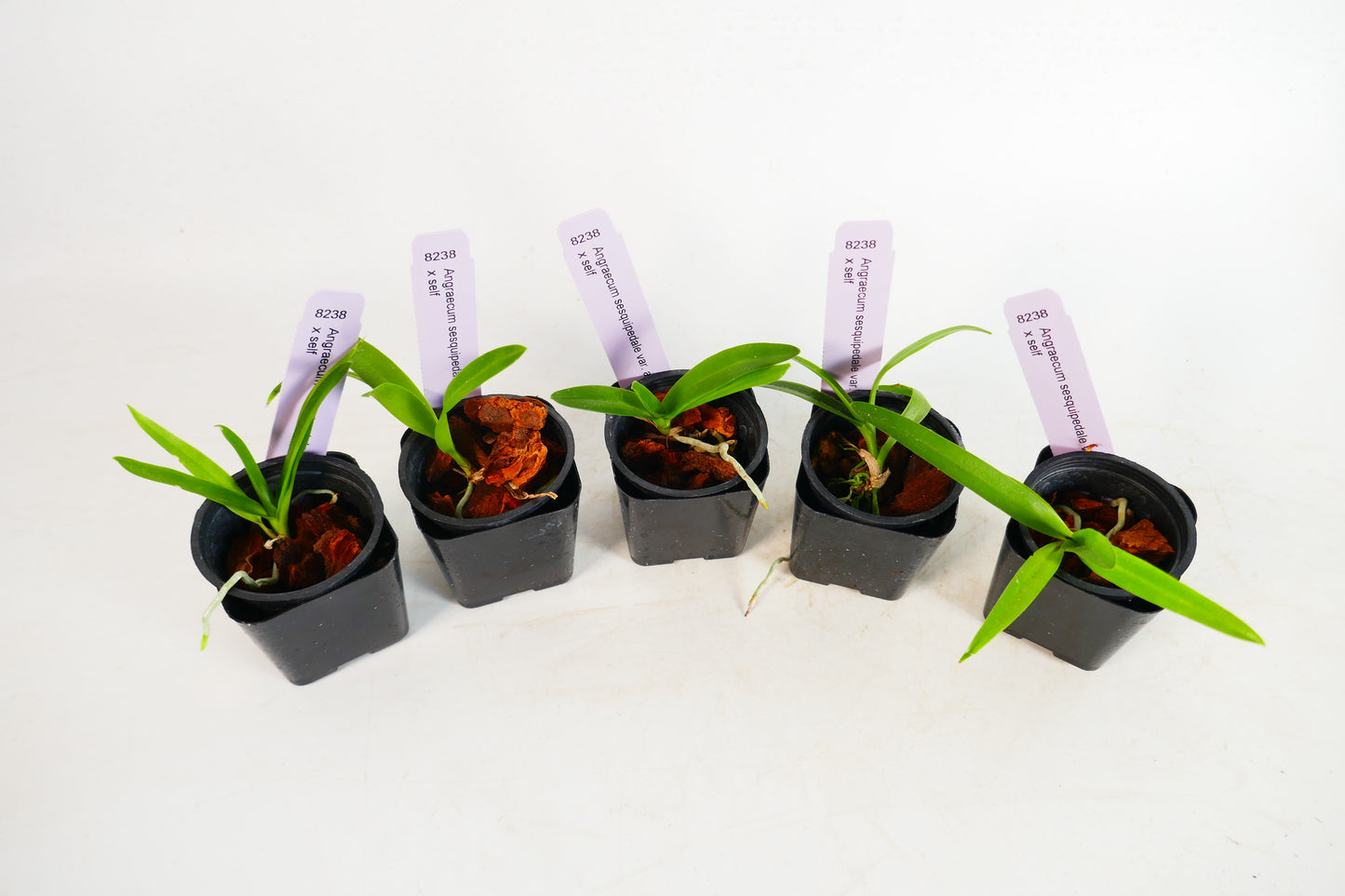 Angraecum sesquipedale var. angustifolium x self