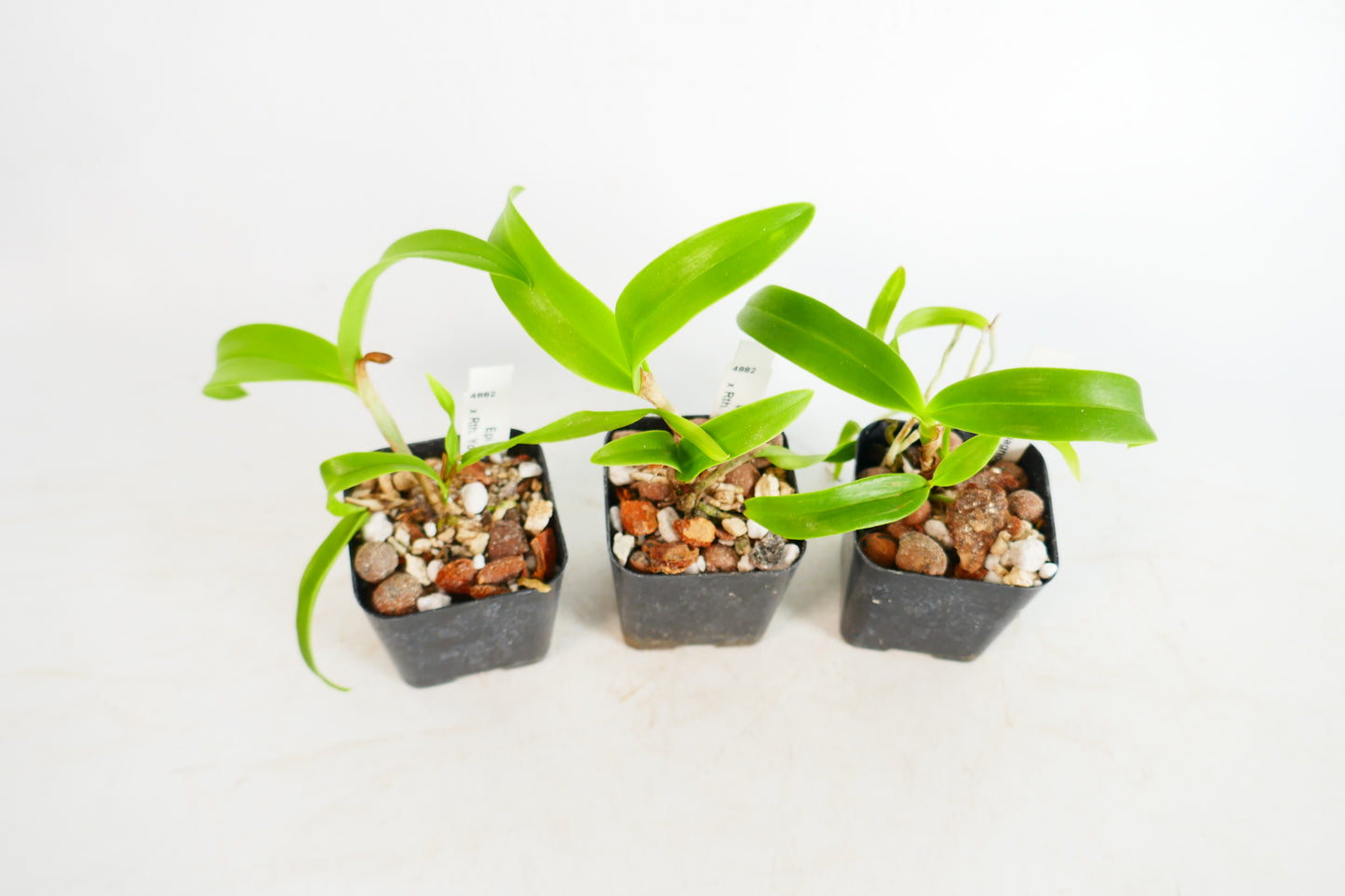 Epi. magnoliae x Rth. Young-Min Orange