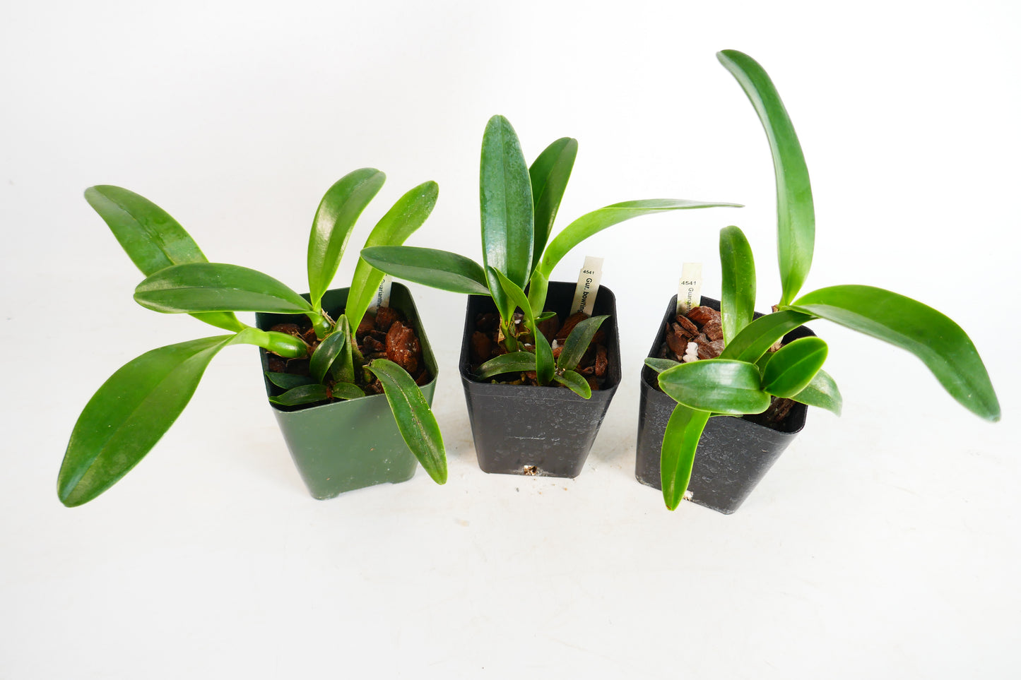 Guarianthe bowringiana