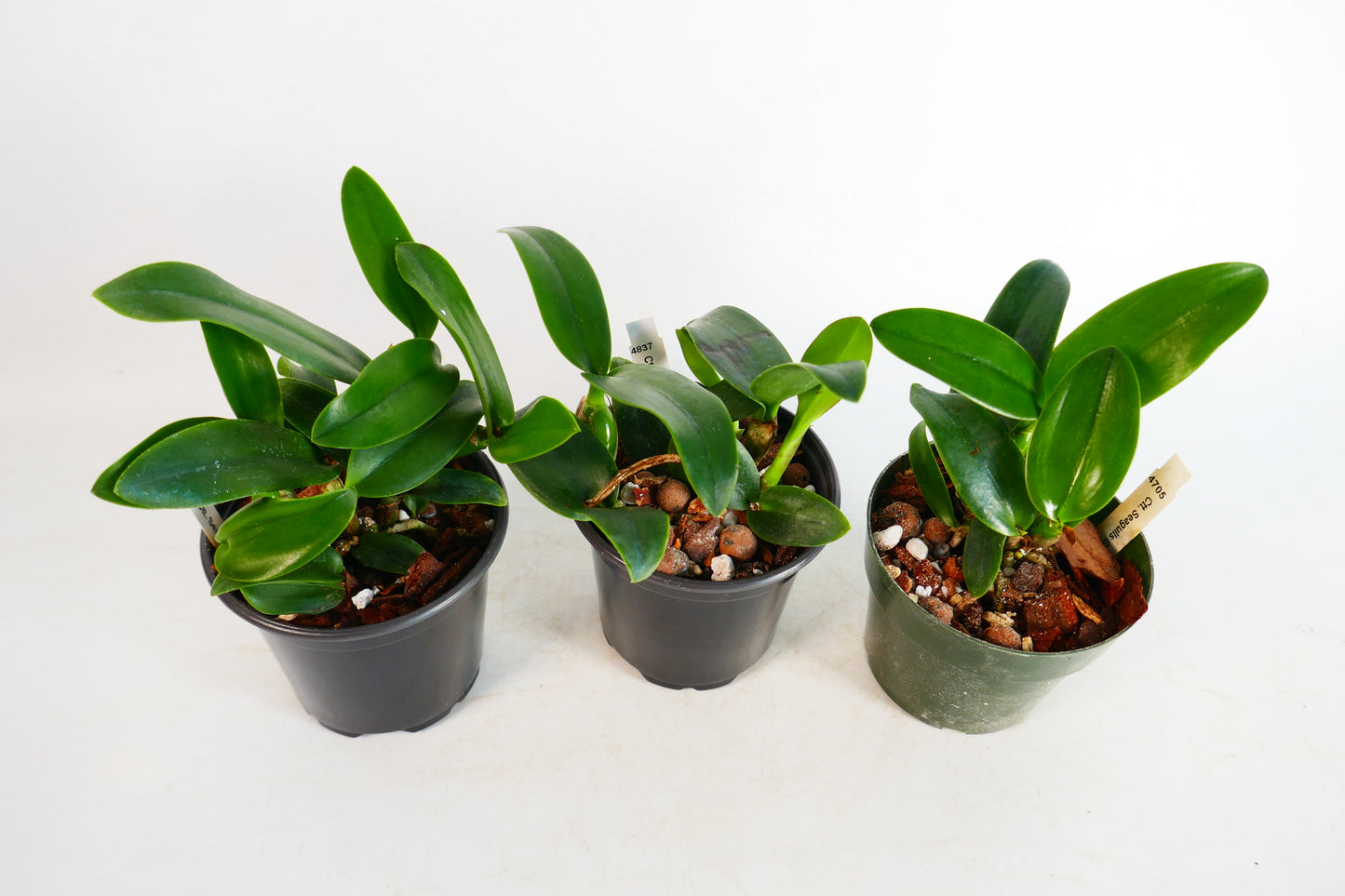 Ctt. Seagulls Gumdrop