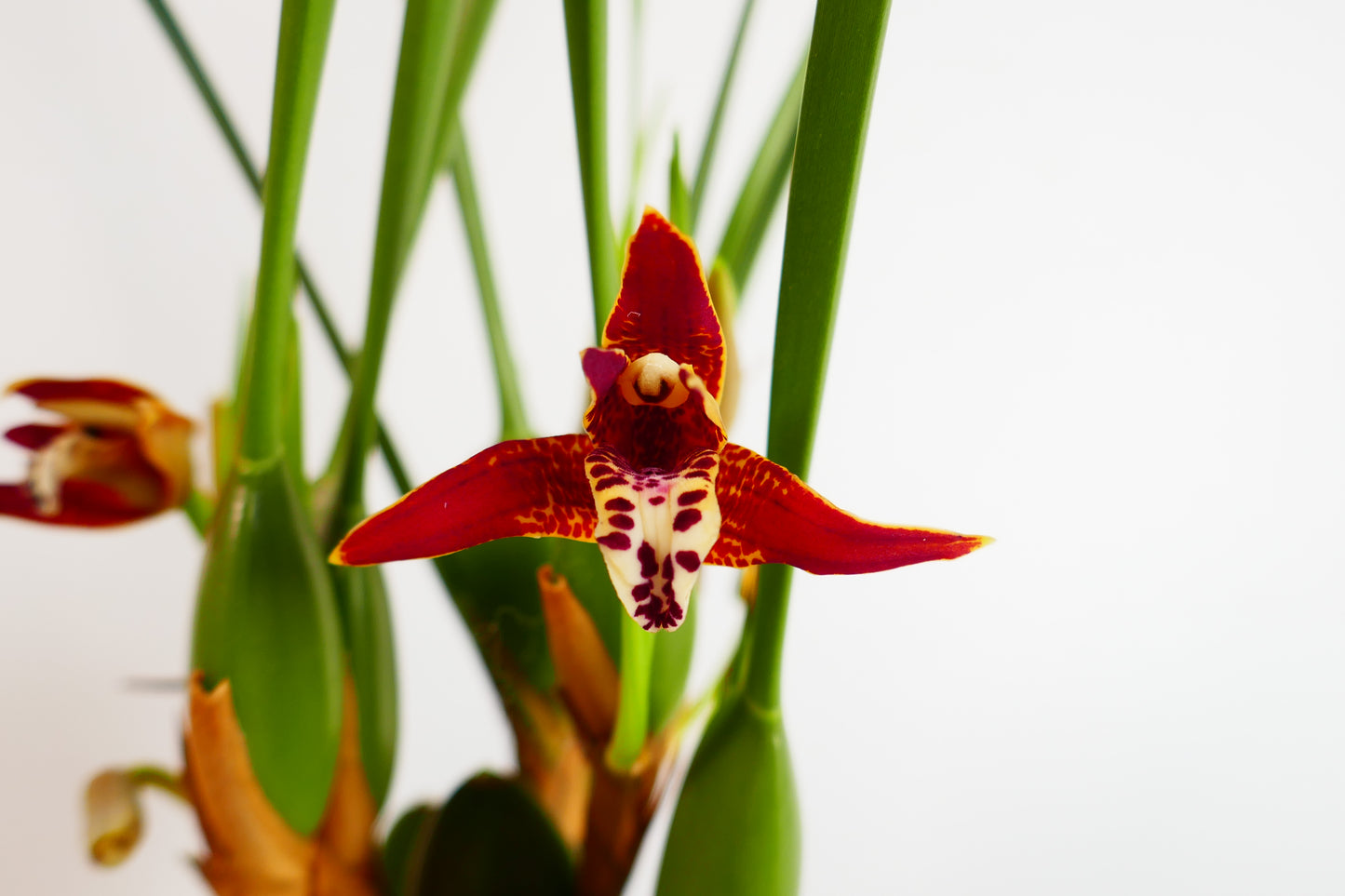 Maxillaria tenuifolia 'Compacta' (The Coconut Orchid!)