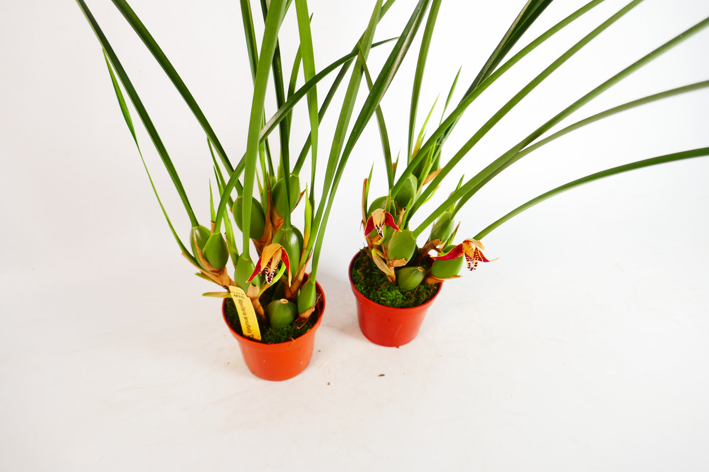 Maxillaria tenuifolia 'Compacta' (The Coconut Orchid!)