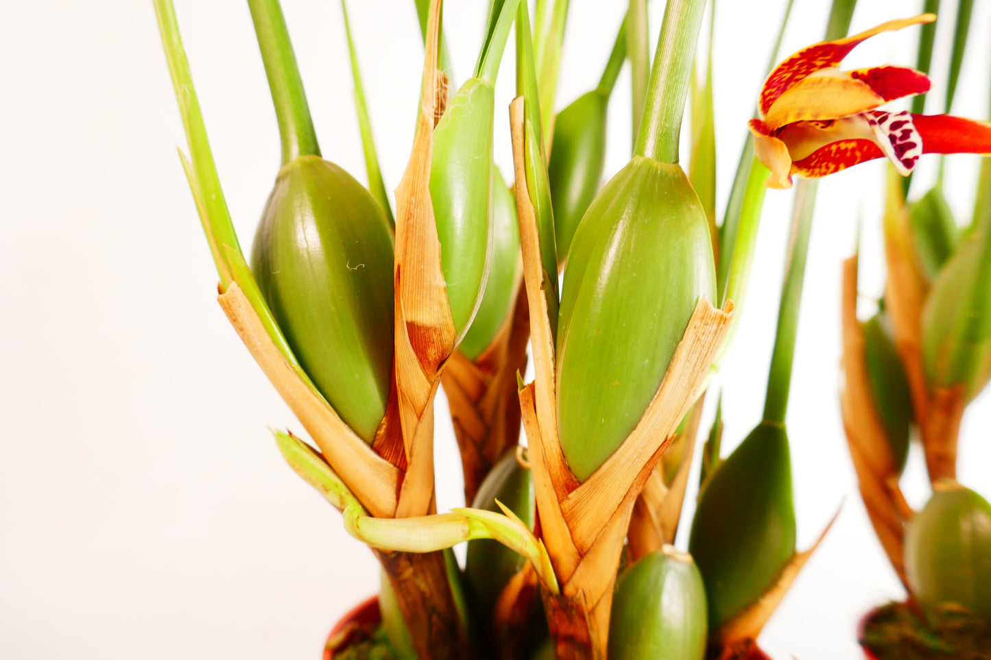 Maxillaria tenuifolia 'Compacta' (The Coconut Orchid!)