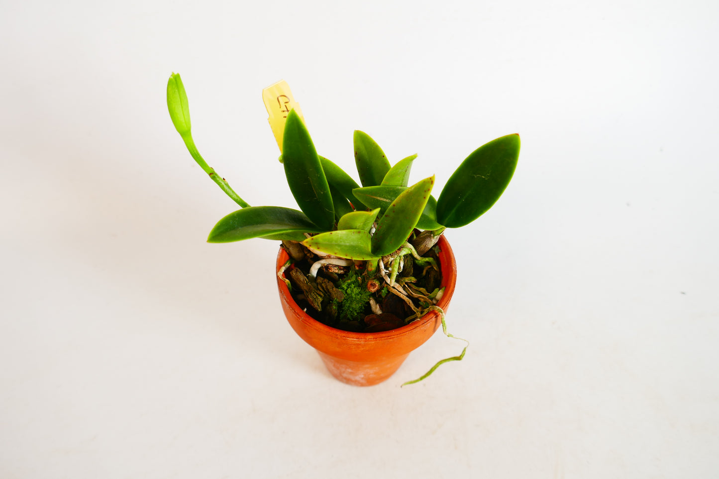 Ctna. Maui Maid 'December Bride'