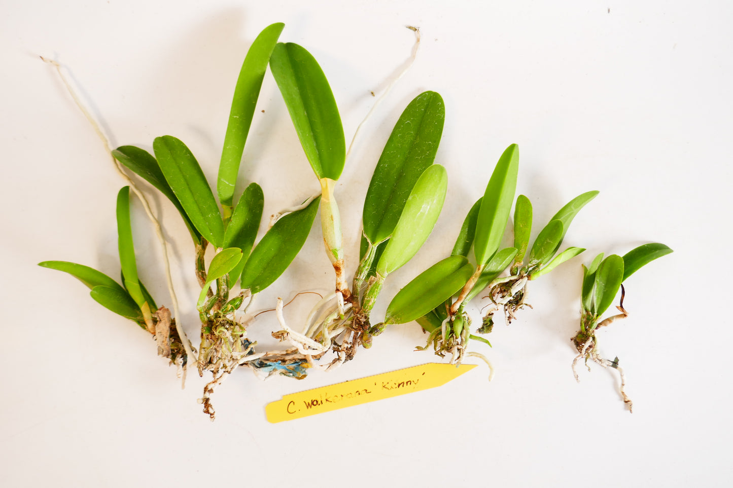 C. walkeriana 'Kenny'