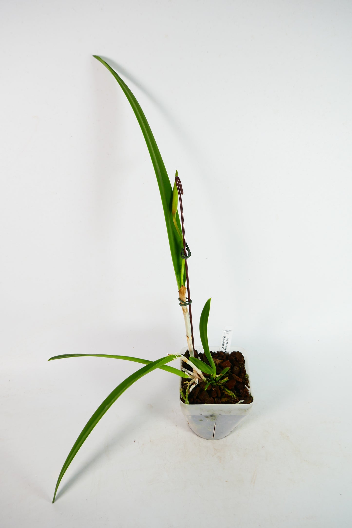 Bl. Morning Glory (B. nodosa 4N x C purpurata 4N)